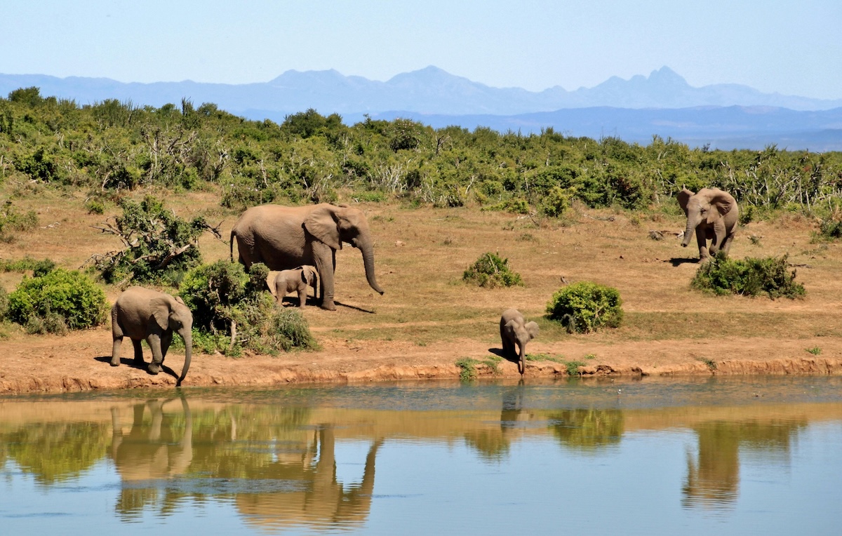 group of elephants walking next to a river in the wild with mountains in the distance