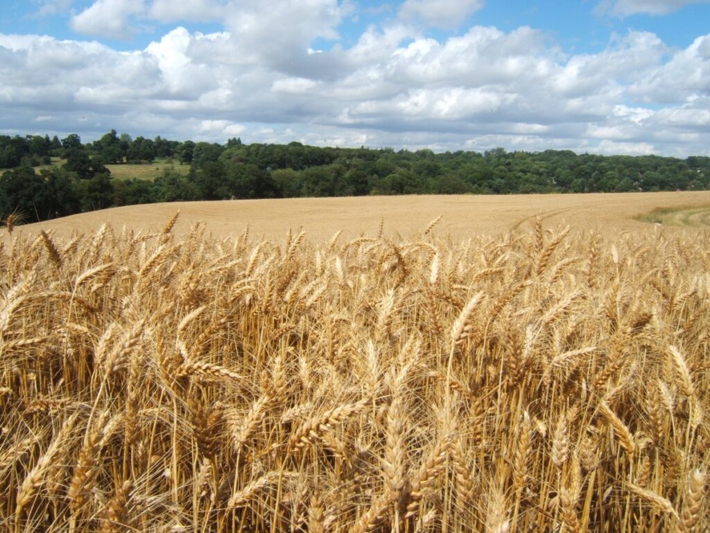 Image of wheat fields on Lockley Farm