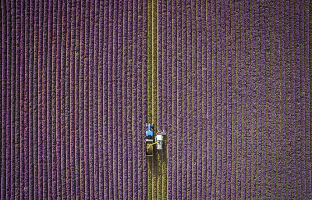 image of lavender fields on Castle Farm