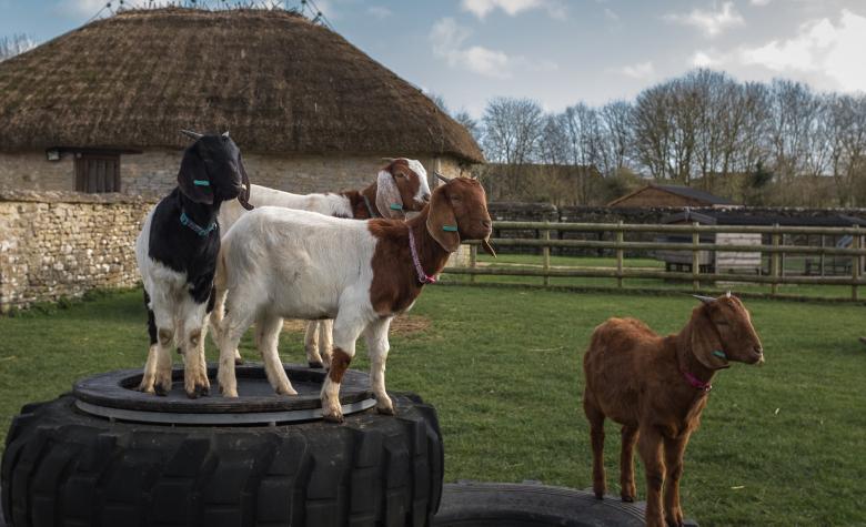 Image of goats in a paddock on Cogges Manor Farm
