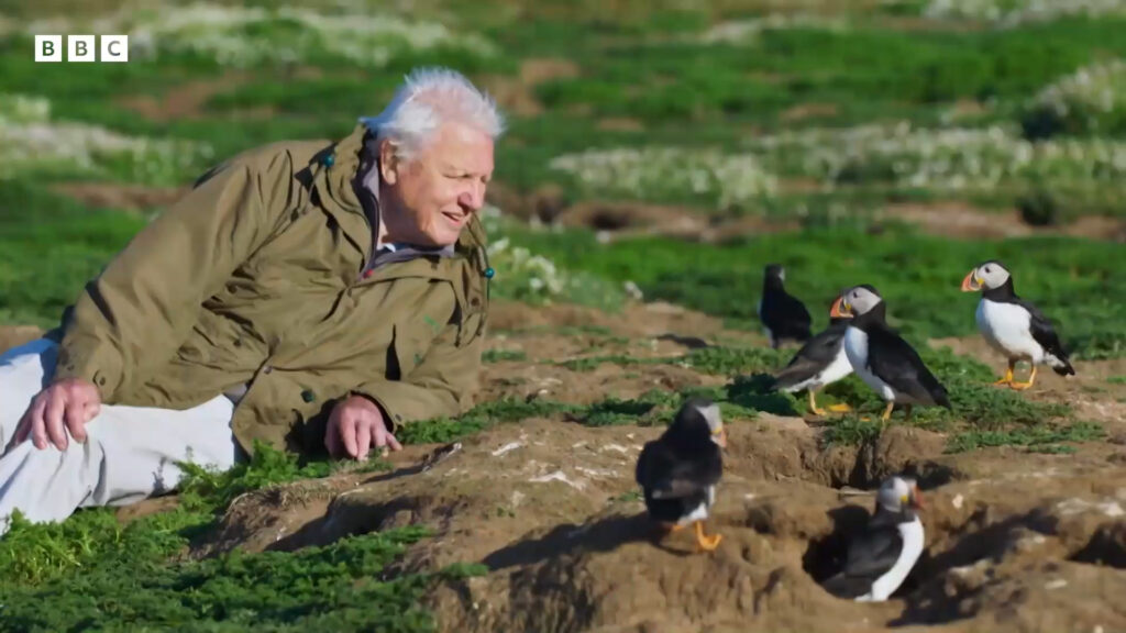 still from nature documentary Planet Earth, showing David Attenborough wildlife filming with Penguins 