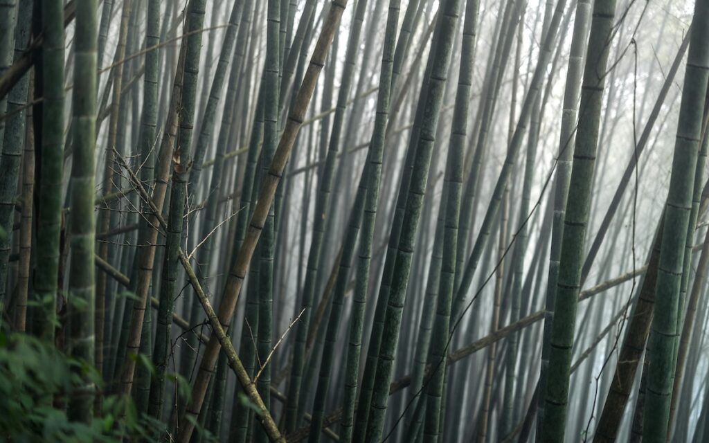 image of a bamboo forest in China