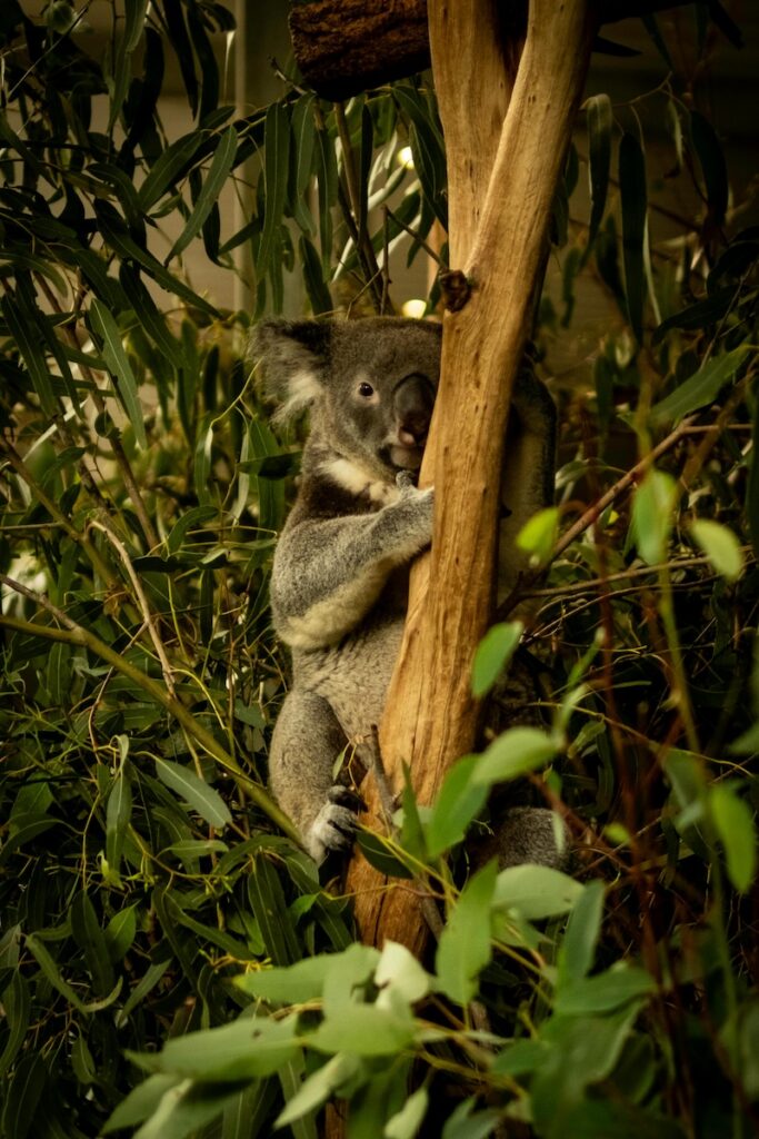 Image of a koala hugging a tree