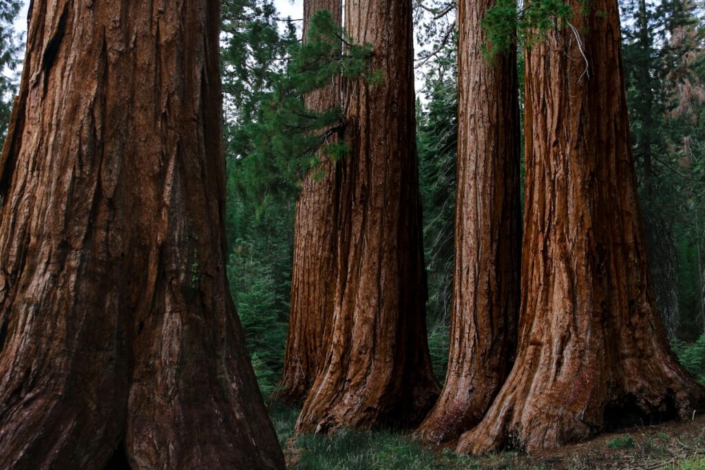 image of some trees in a forest