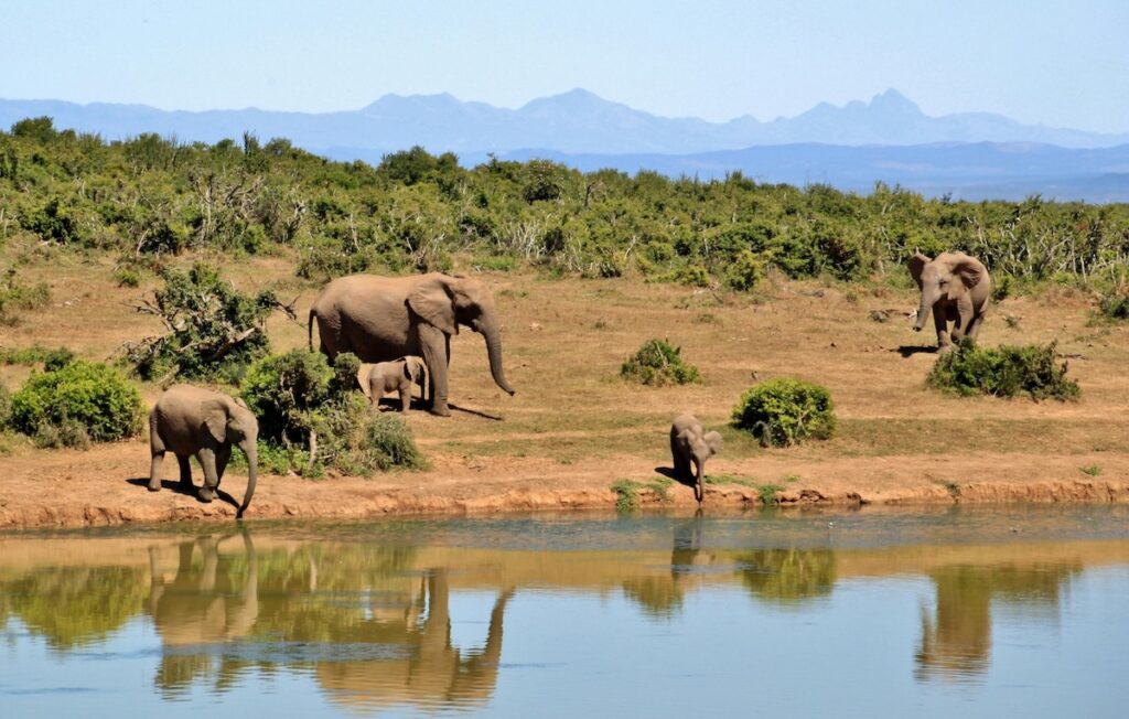group of elephants walking next to a river in the wild with mountains in the distance