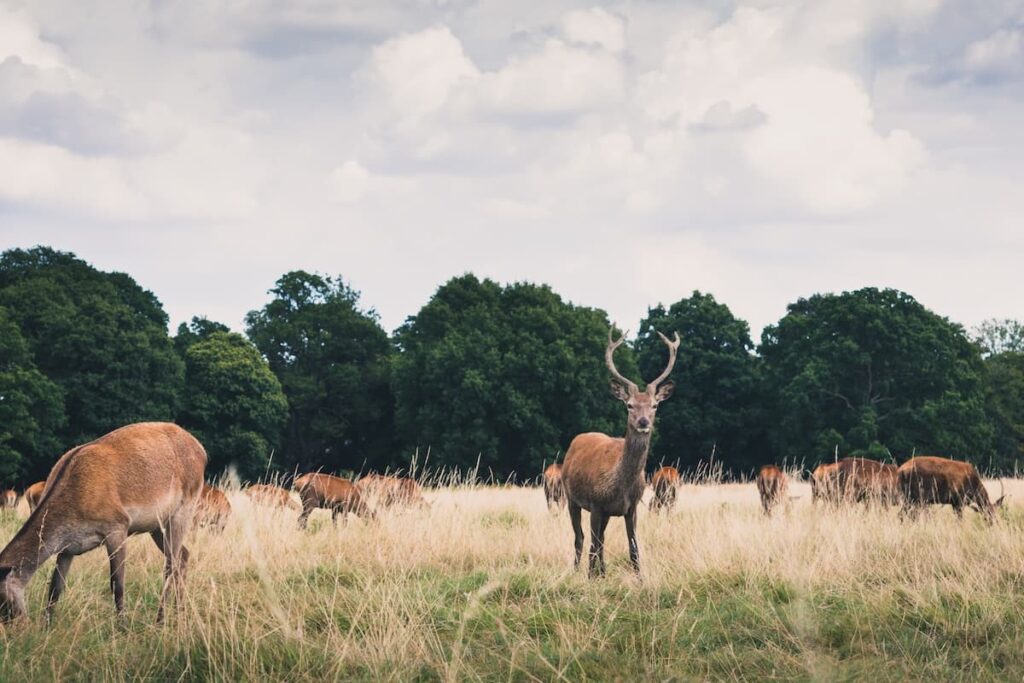 deer in Richmond park